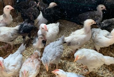 خليط السلالات العمر 28 يوم