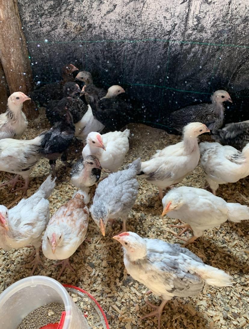 خليط السلالات العمر 28 يوم