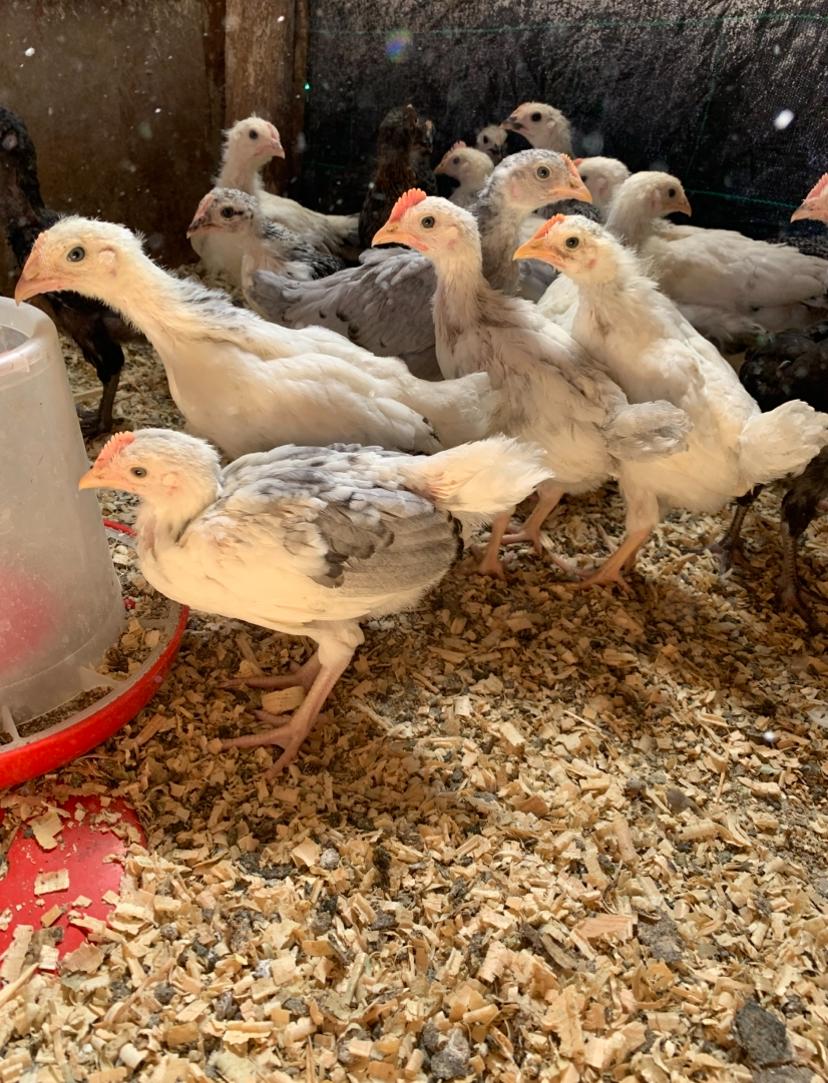 خليط السلالات العمر 28 يوم