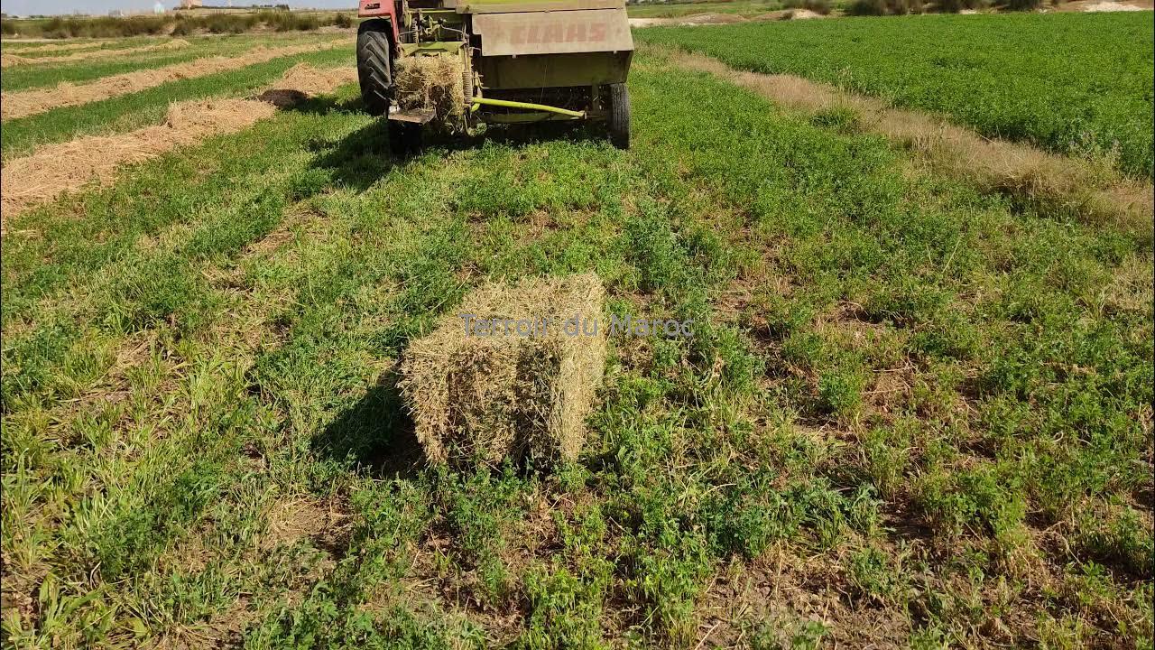 سطات ولاد سعيد