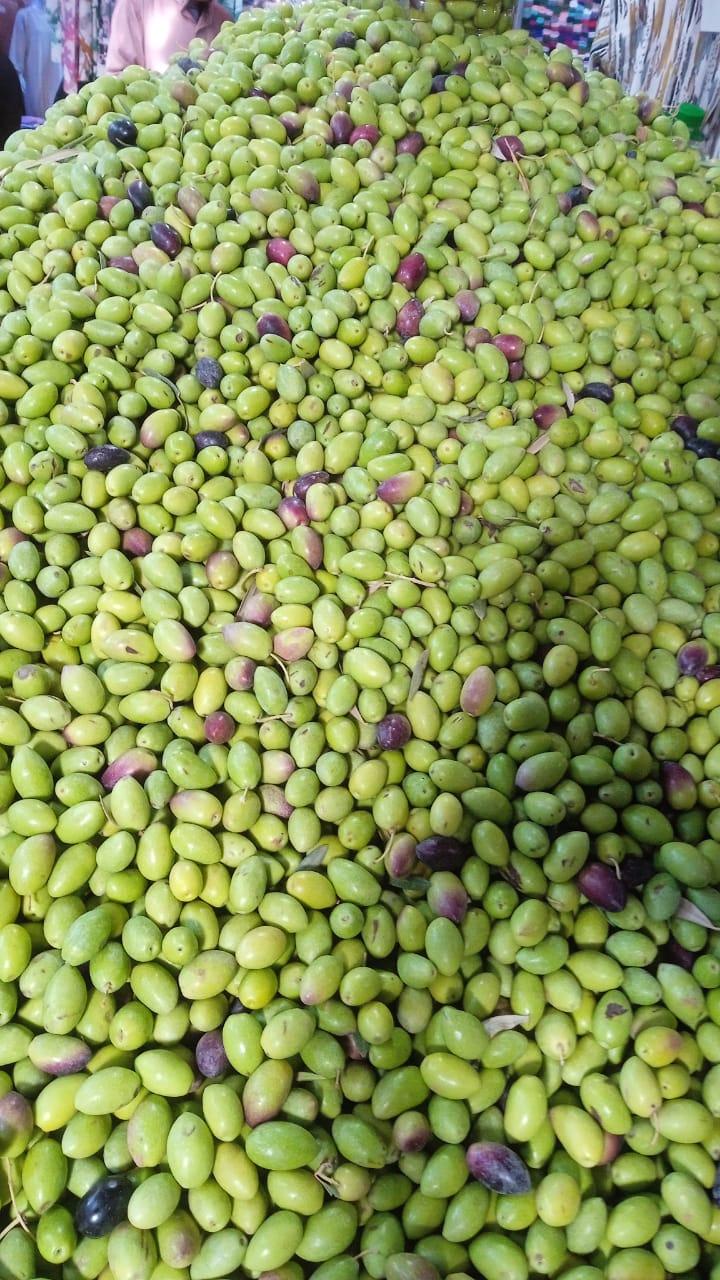 زيتون عالي الجودة