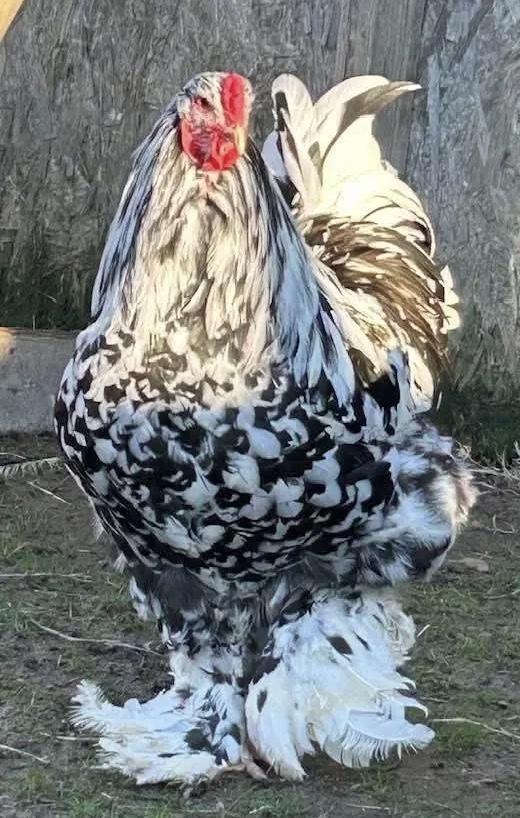 متوفردجاج البراهما بأنواعه و عدة سلالات حرة مواصفات ممتازة