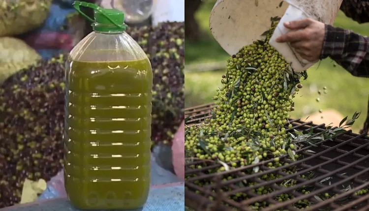 زيت الزيتون