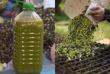 زيت الزيتون