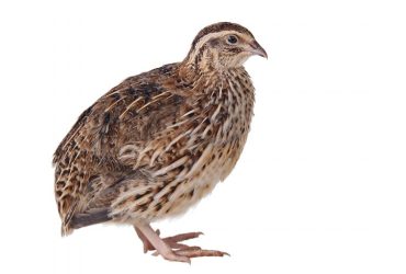 ذكور السمان موجهة لتسمين