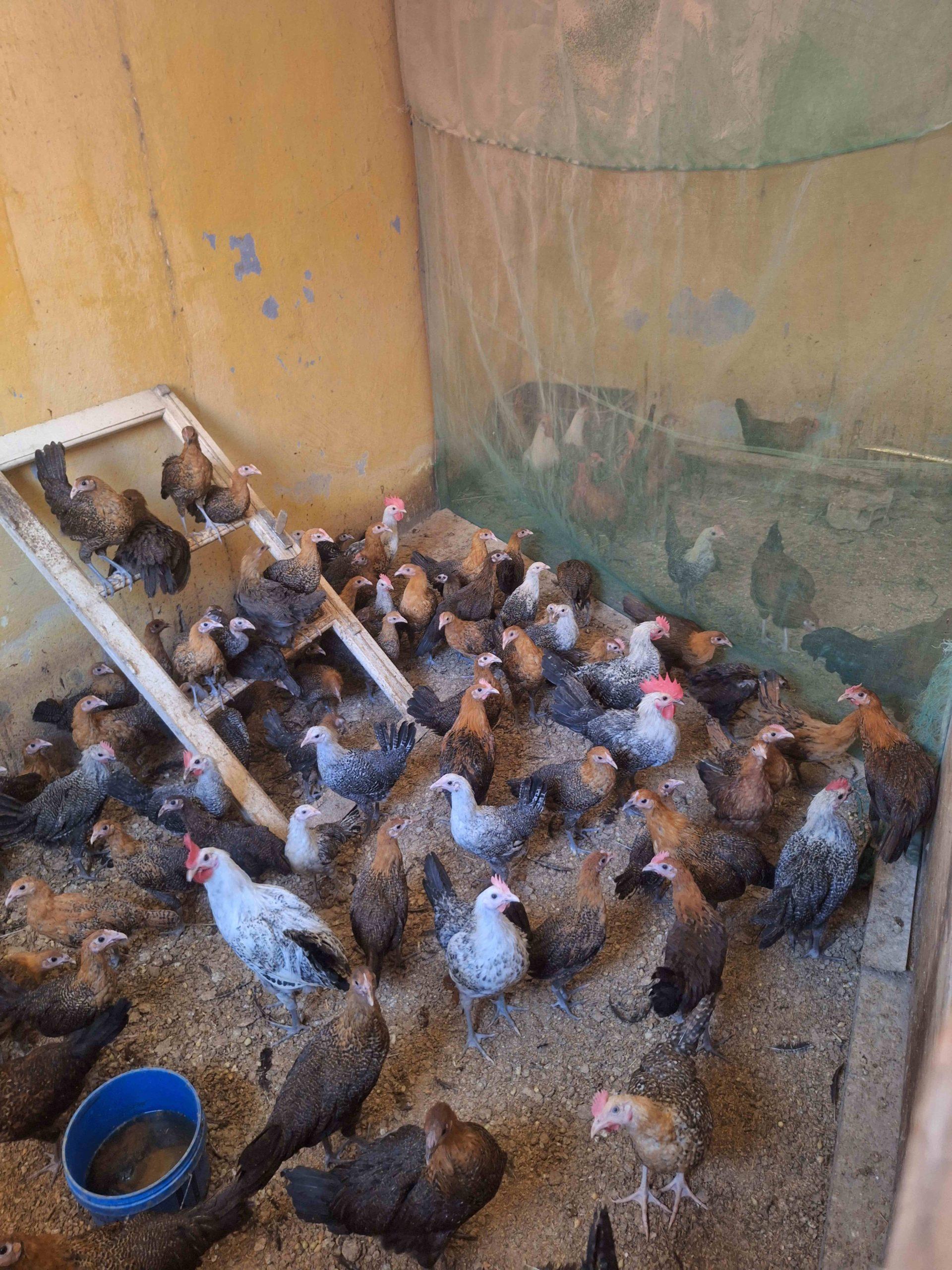 بيع جميع انواع الدجاج البلدي