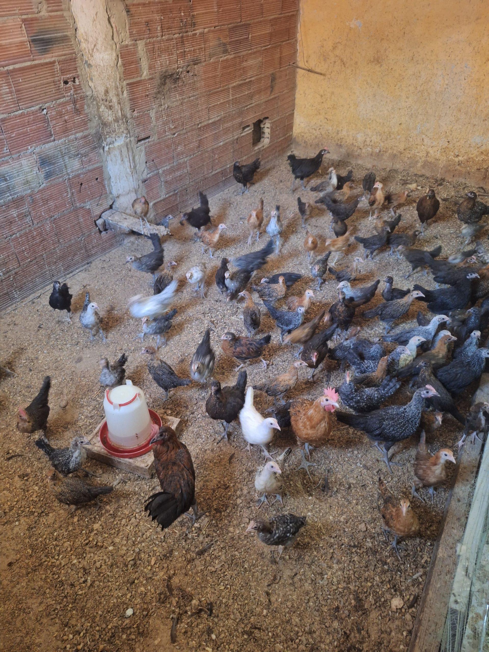 بيع جميع انواع الدجاج البلدي