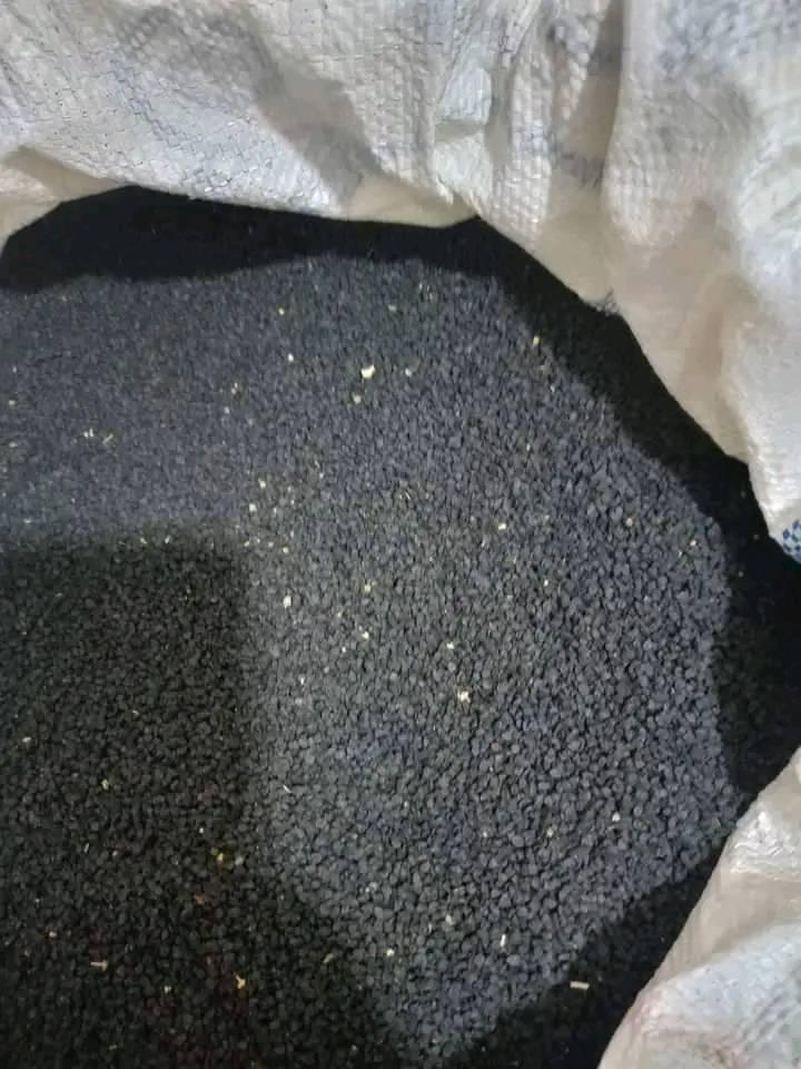 زريعة البصل الحمرة ضواحي إفران