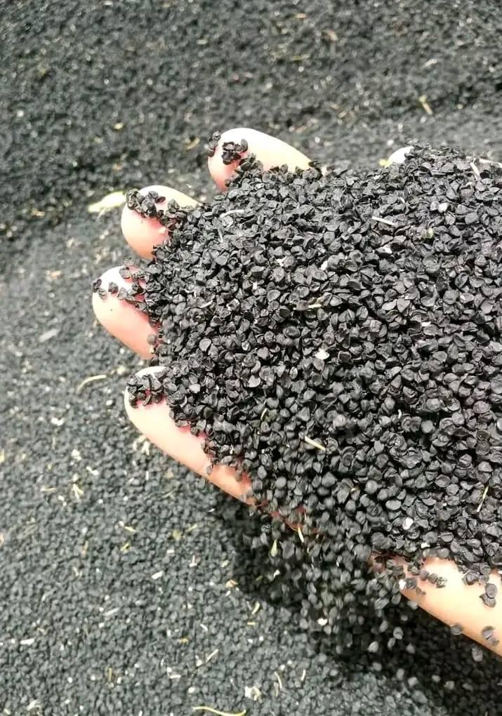 زريعة البصل الحمرة ضواحي إفران