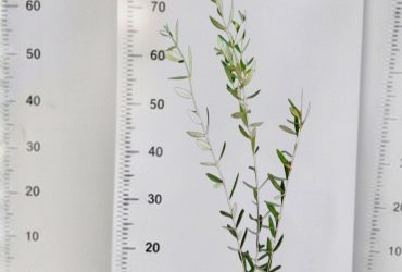 تملالت اقليم قلعة سراغنة