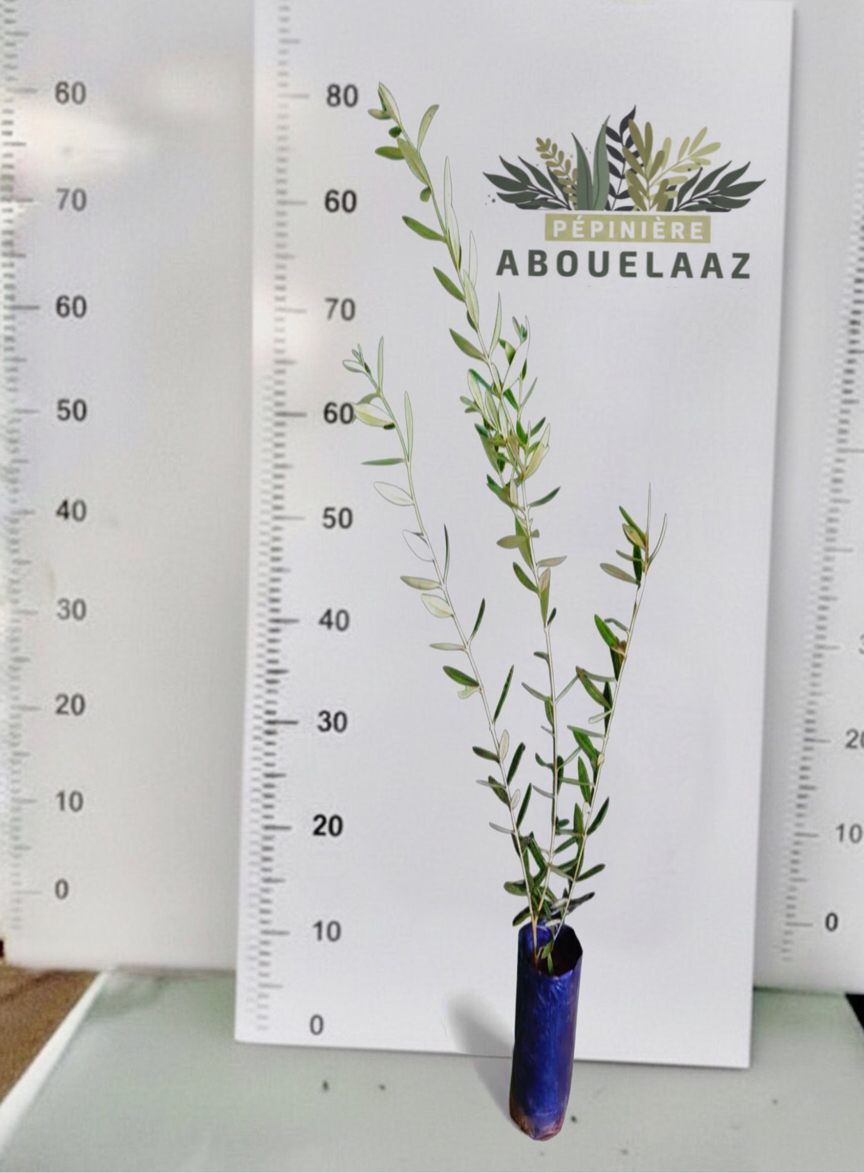 تملالت اقليم قلعة سراغنة