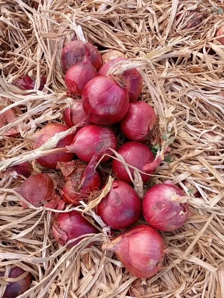 البصل الاحمر ضواحي إفران