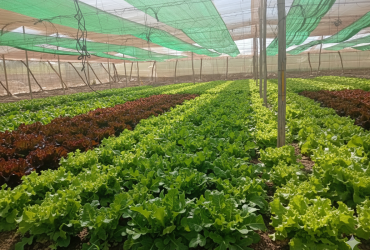 خس رومي في بيوت بلاستيكية الموقع مراكش