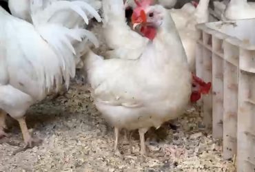 دجاج سلالة ليجهورن الابيض الايطالي