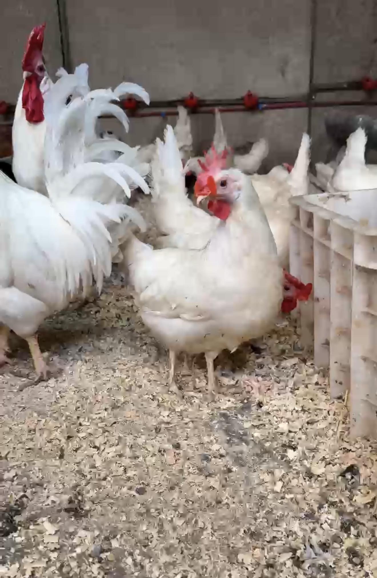 دجاج سلالة ليجهورن الابيض الايطالي