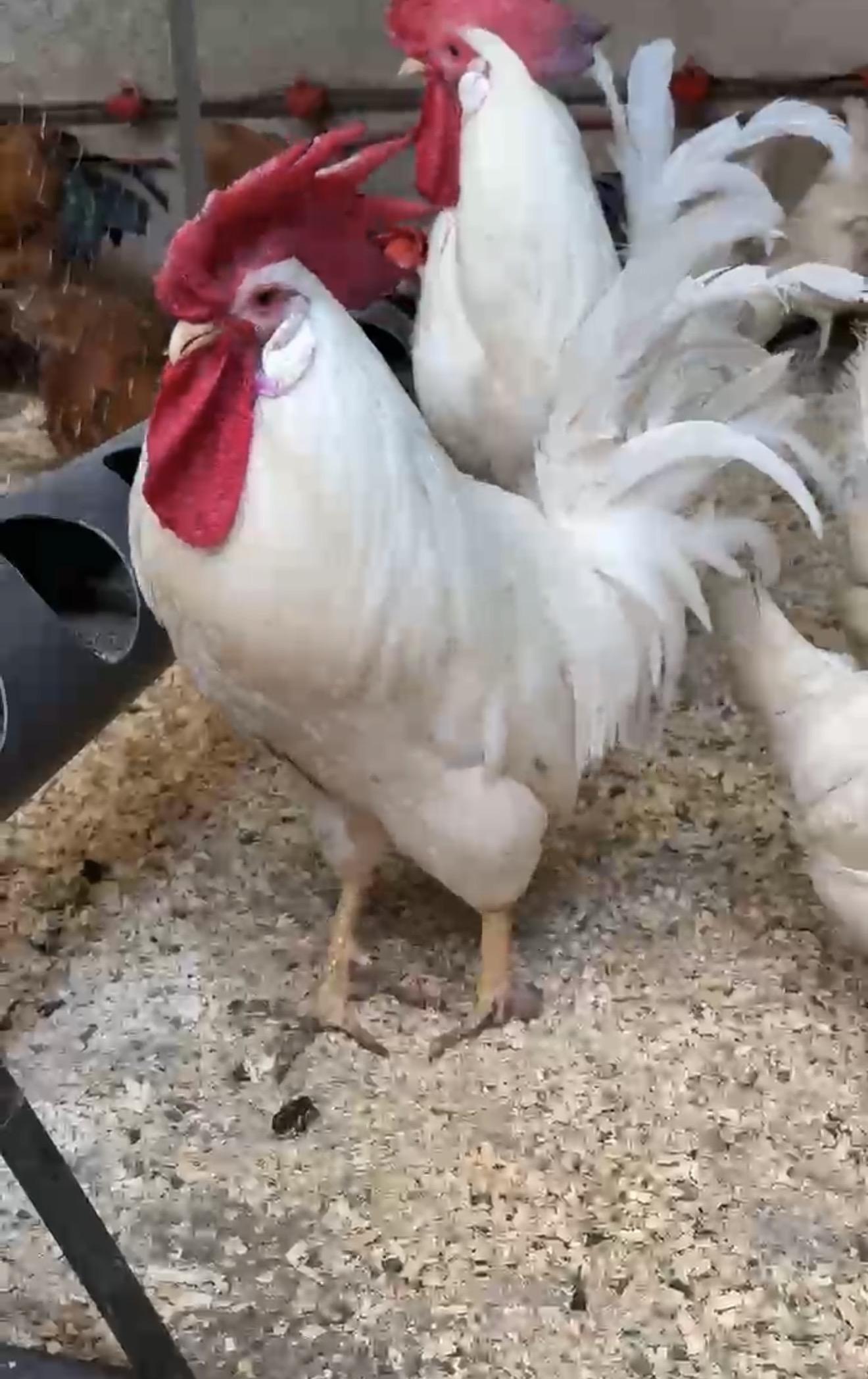 دجاج سلالة ليجهورن الابيض الايطالي