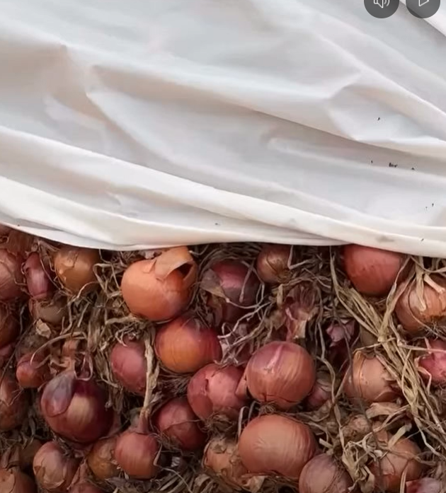 البصل الاحمر ضواحي إفران