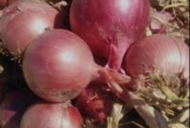 البصل الأحمر