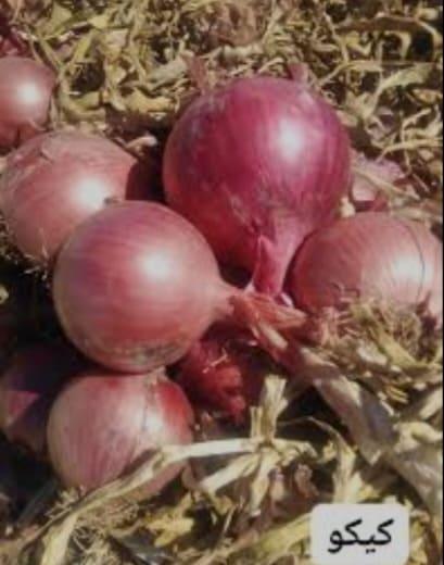 البصل الأحمر