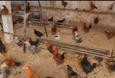 فرارج سلالات حرة