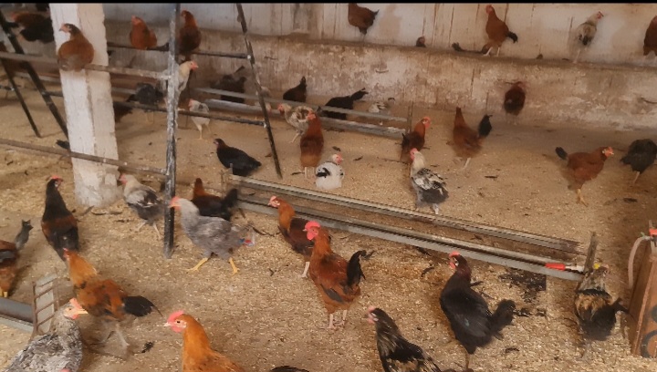 فرارج سلالات حرة