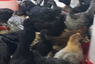 دوار لبسابس غربية عين تيزغة بنسليمان