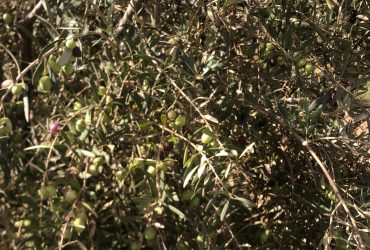 زيتون للبيع 900 شجرة