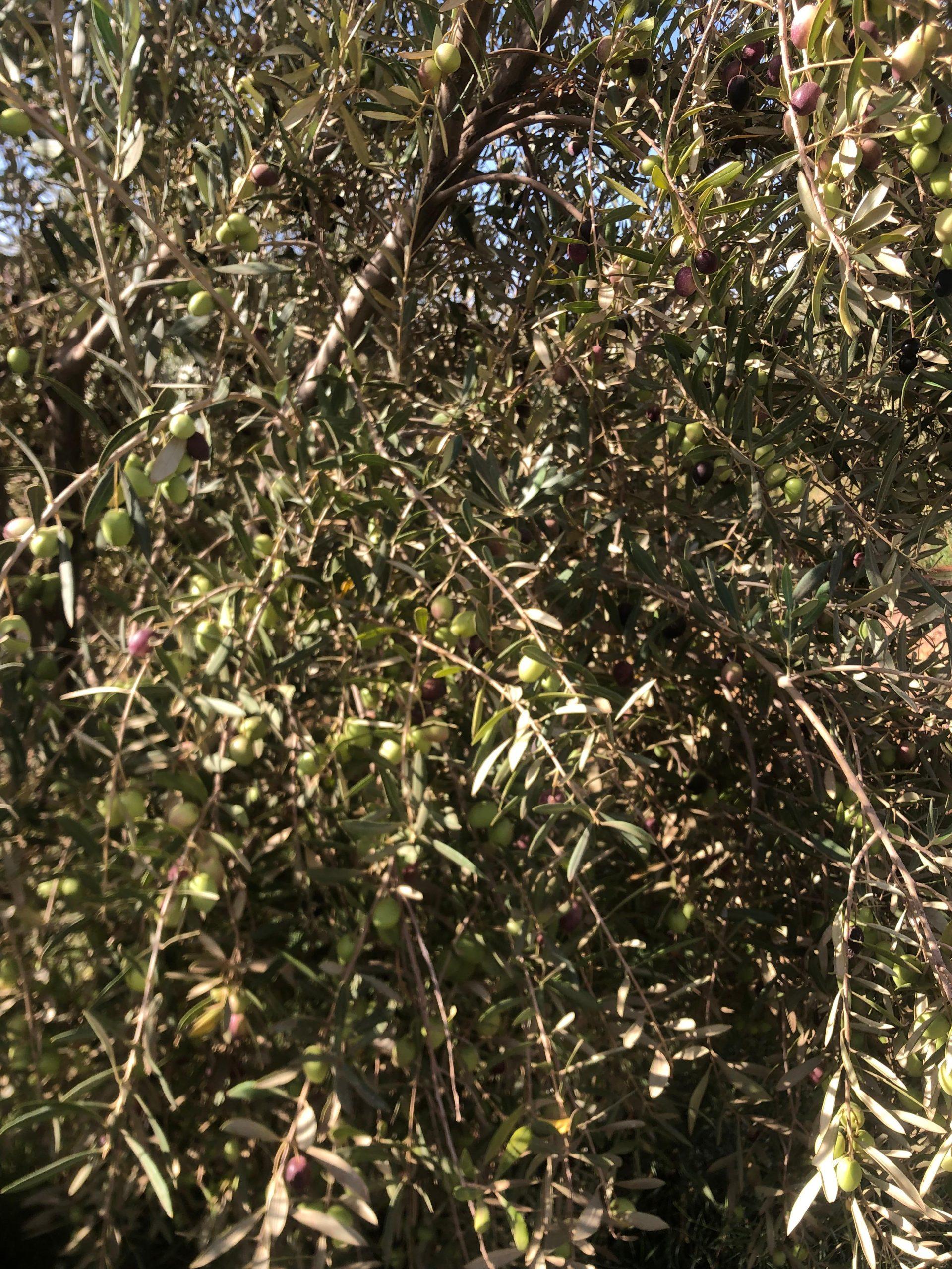 زيتون للبيع 900 شجرة