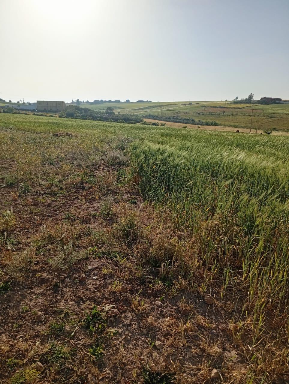 أرض فلاحية خصبة للبيع نواحي بن احمد (جهة الدار البيضاء الكبرى)