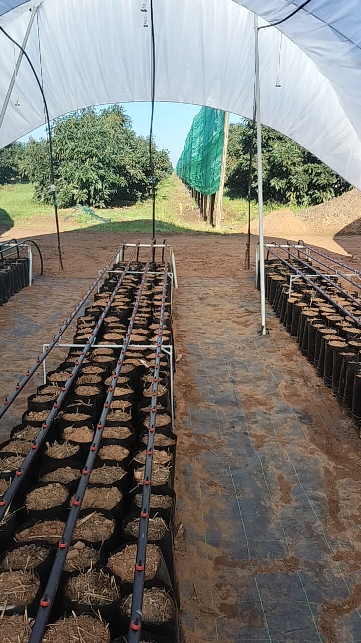 بيع شتائل أفوكادو