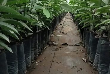 بيع شتائل أفوكادو