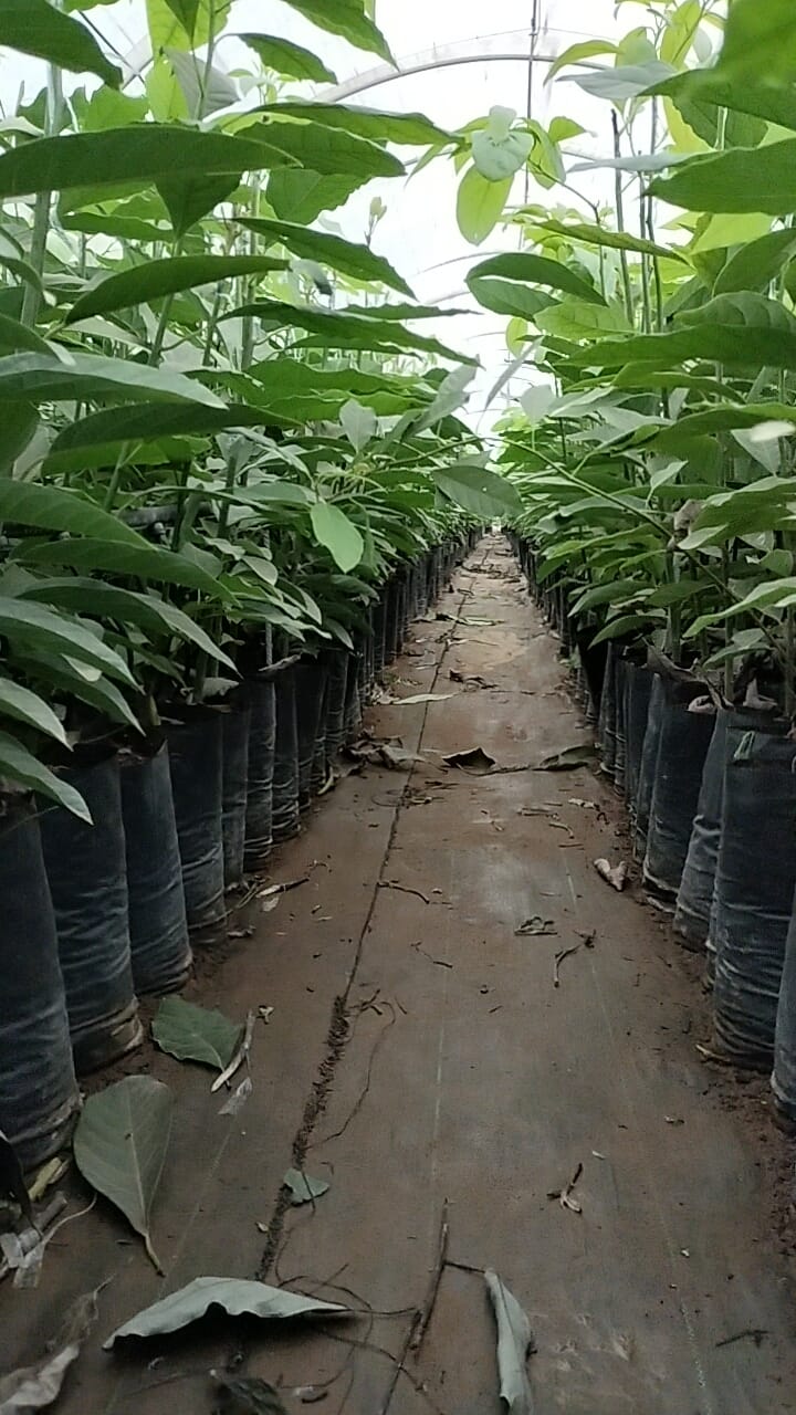 بيع شتائل أفوكادو