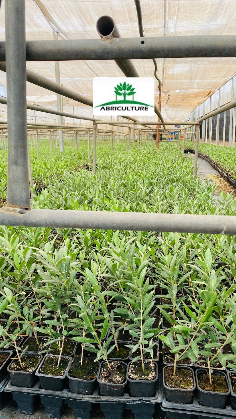 Pépinière ABRICULTURE SARL