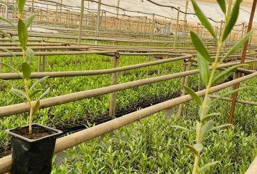 Pépinière ABRICULTURE SARL