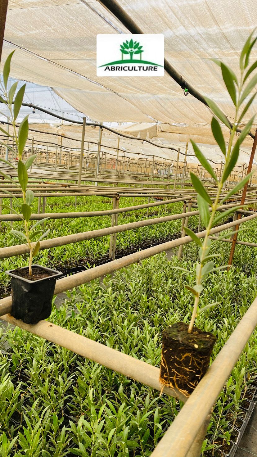 Pépinière ABRICULTURE SARL