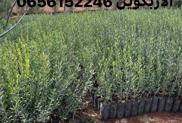 السلام عليكم شتلات الزيتون جودة ممتازة مرحبا بالجميع