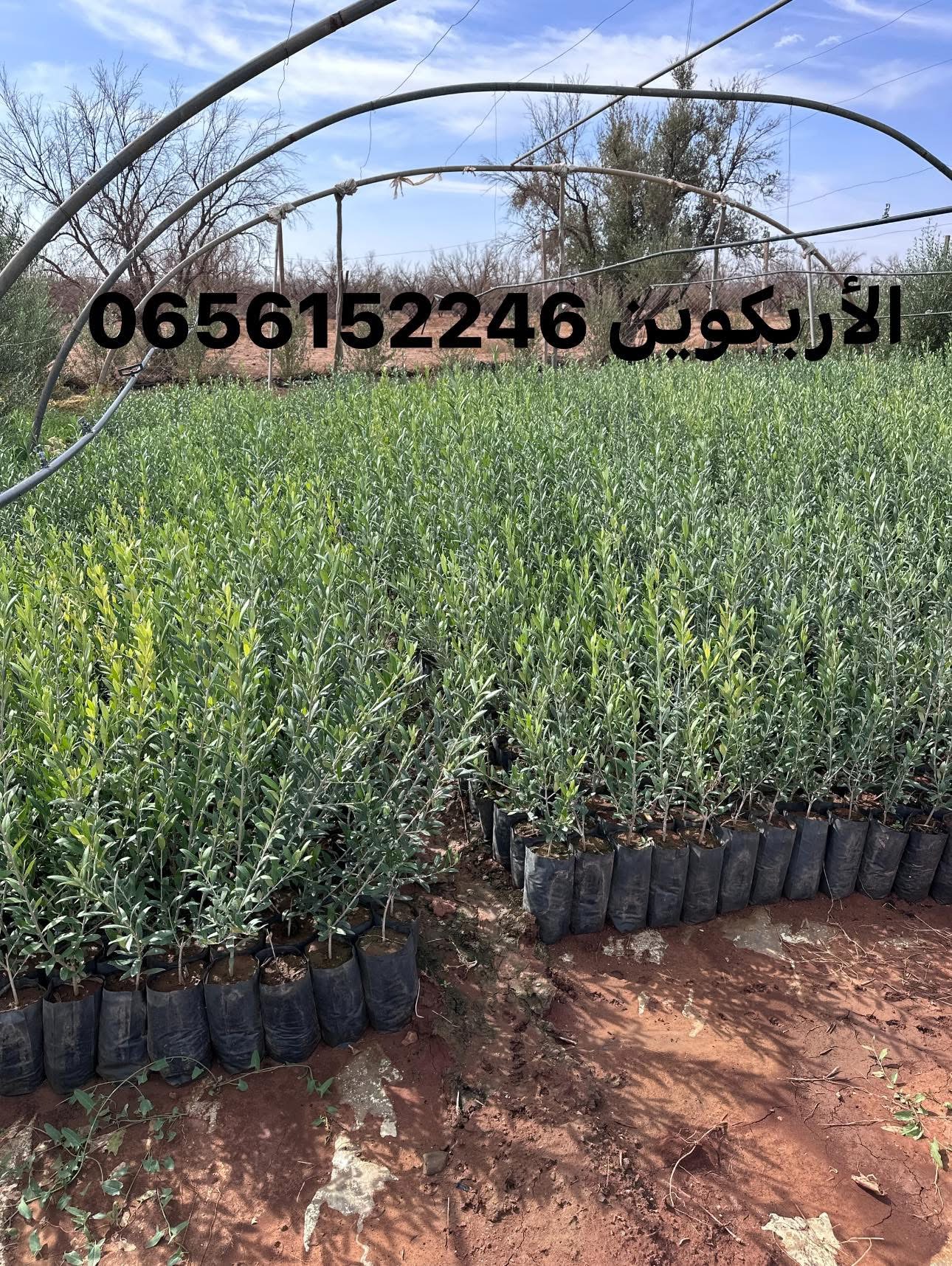 السلام عليكم شتلات الزيتون جودة ممتازة مرحبا بالجميع