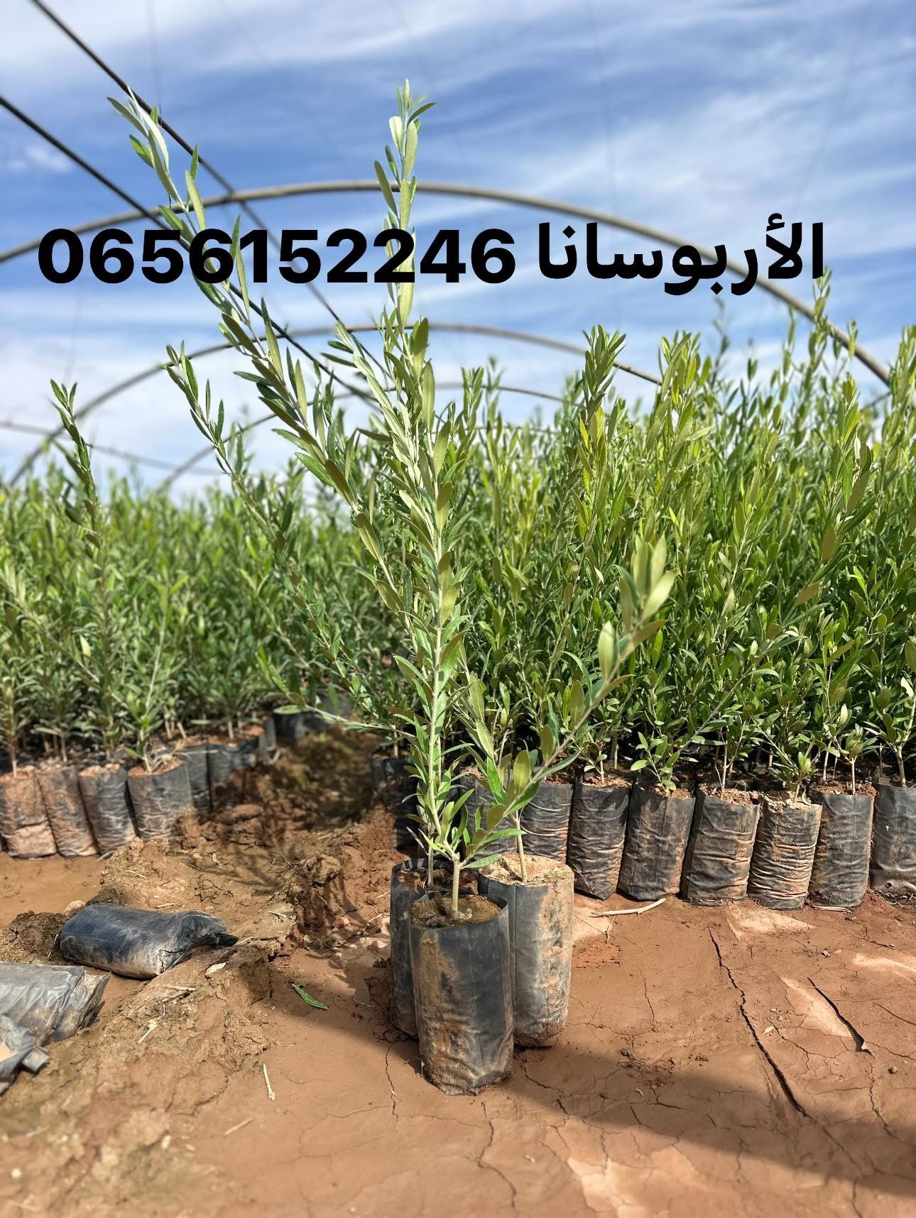 السلام عليكم شتلات الزيتون جودة ممتازة مرحبا بالجميع