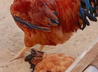 كتاكيت الدجاج الساسو