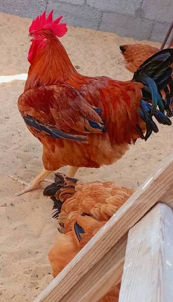 كتاكيت الدجاج الساسو