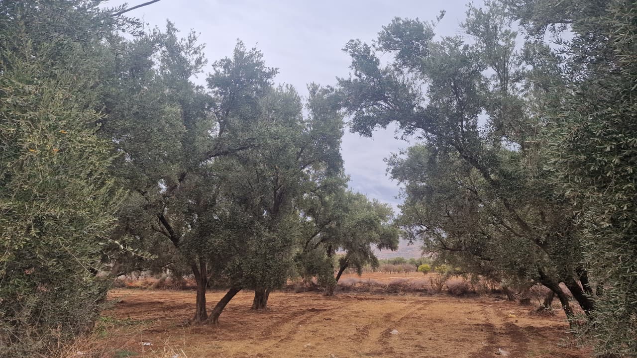 زيت العود و العسل الحر