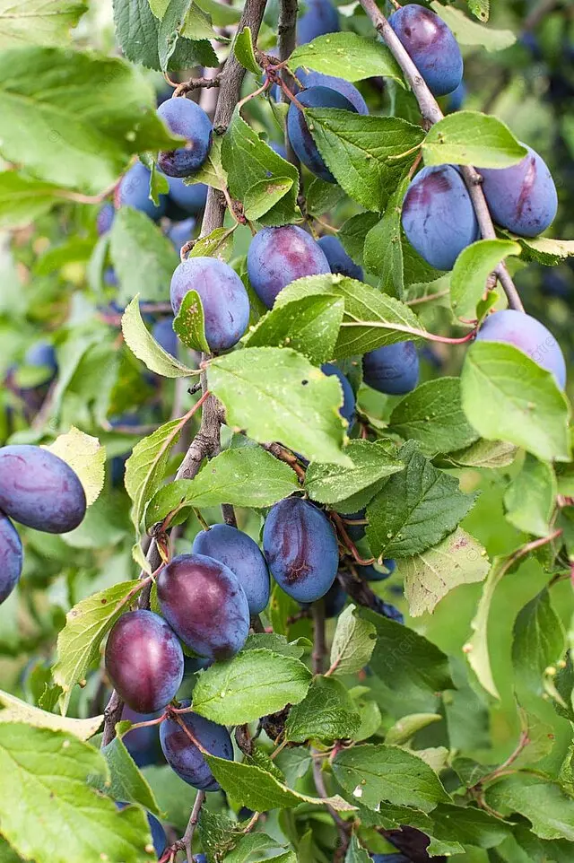 نوفر لكم بحول الله أشجار البرقوق الاسود بجودة عالية