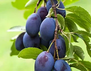 نوفر لكم بحول الله أشجار البرقوق الاسود بجودة عالية