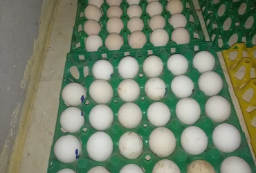 بيض مخصب اوسترالوب اسود وازرق