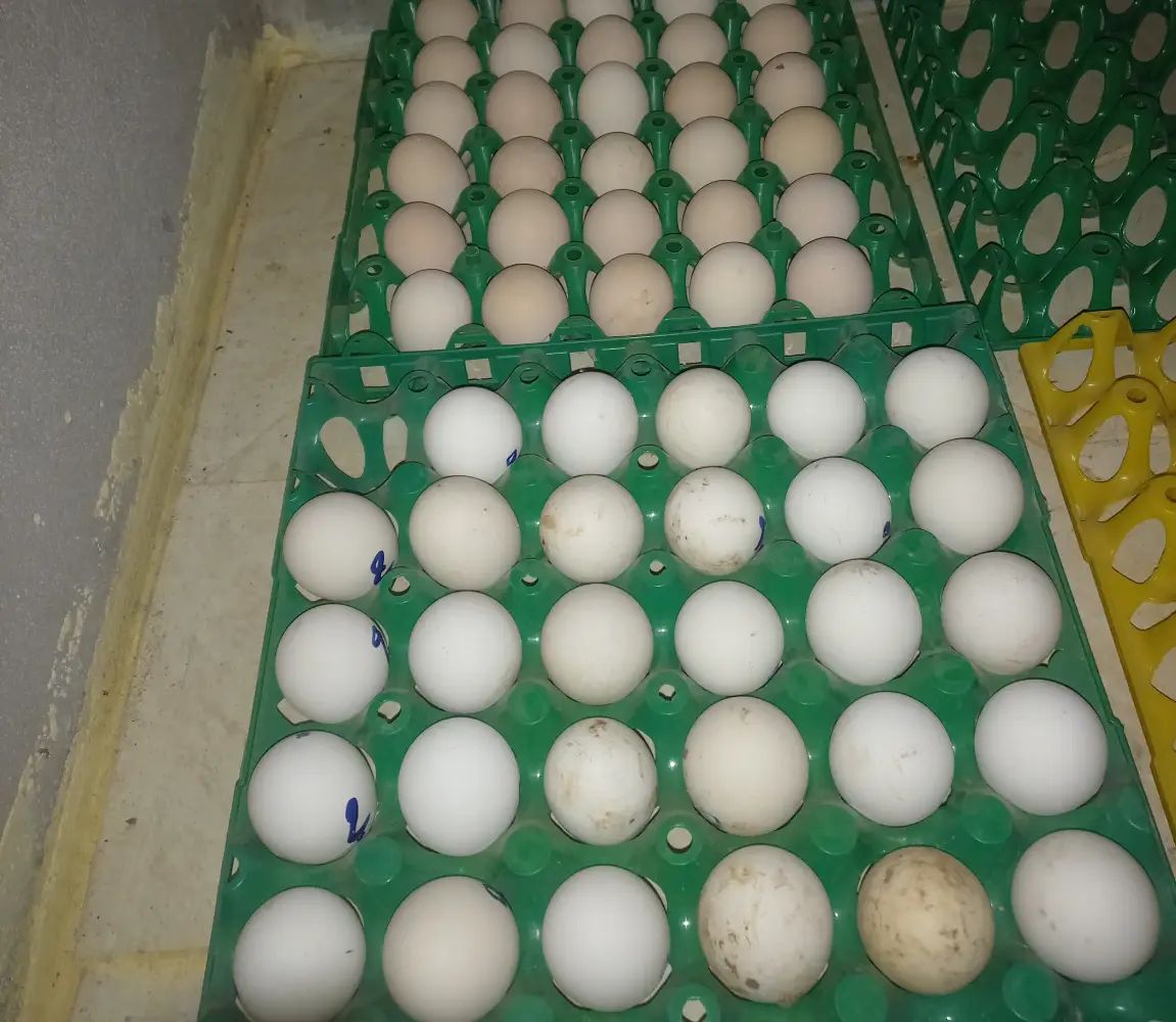 بيض مخصب اوسترالوب اسود وازرق