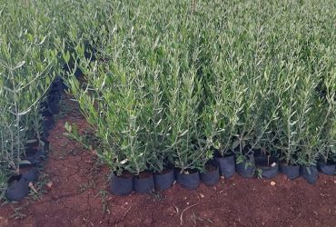 نزرع اليوم لنمنح الغد أكثر اخضرارا