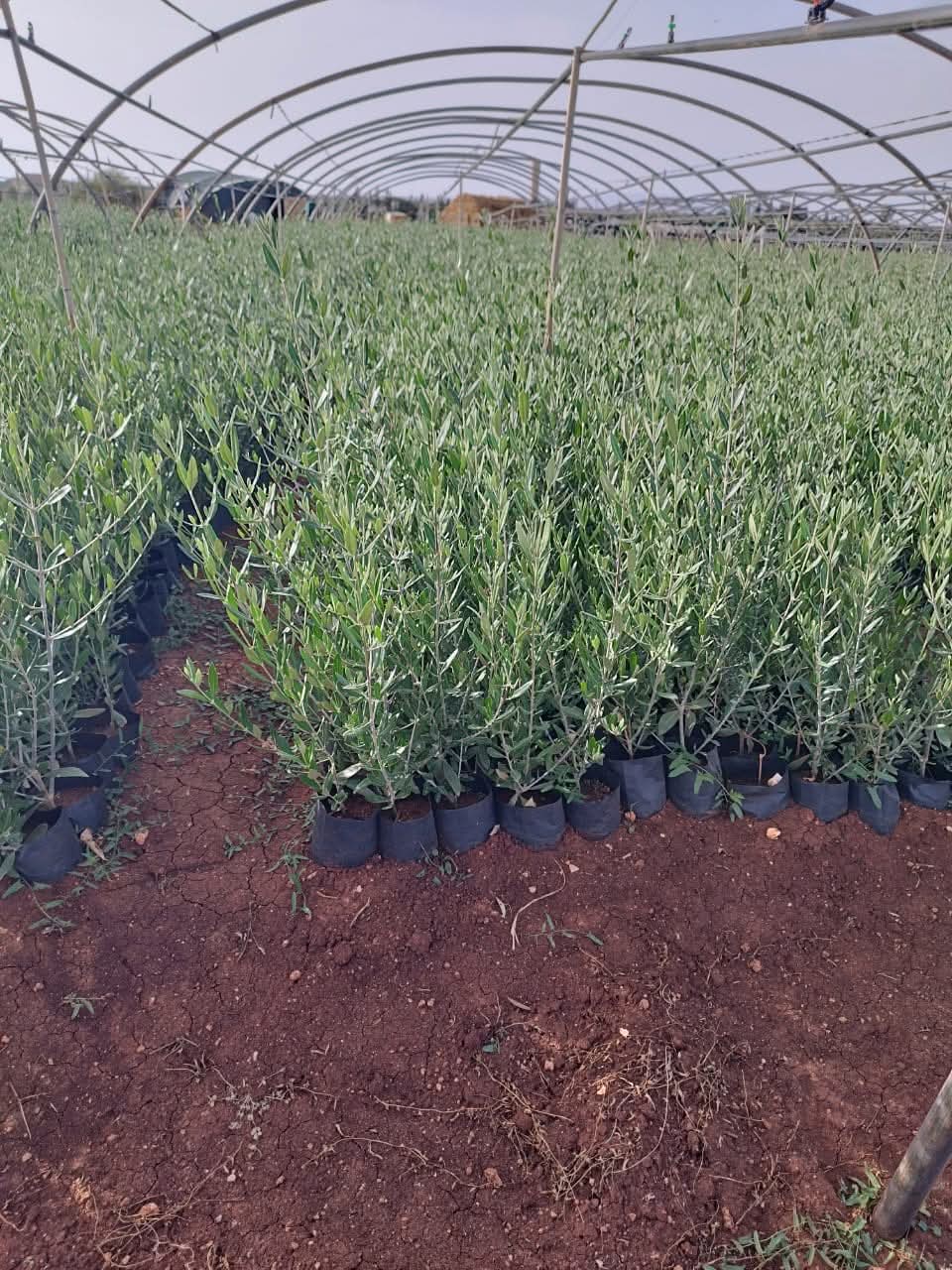 نزرع اليوم لنمنح الغد أكثر اخضرارا