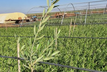 نزرع اليوم لنمنح الغد أكثر اخضرارا