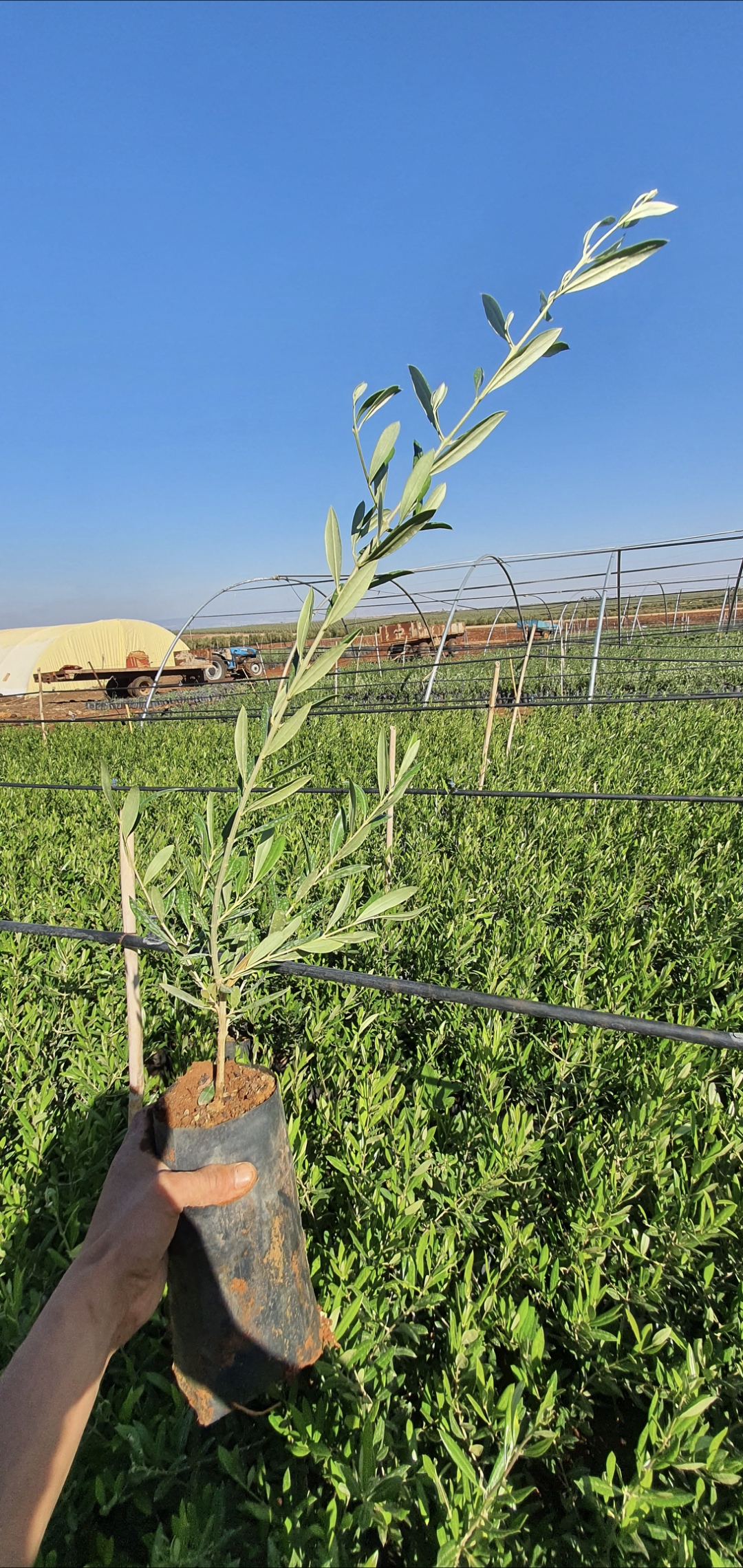 نزرع اليوم لنمنح الغد أكثر اخضرارا