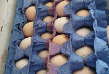 انعواع الدجاج والبيض